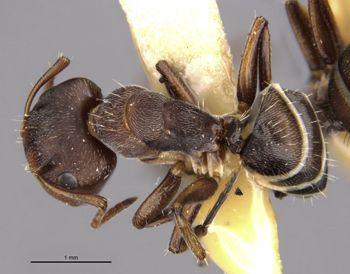 Media type: image;   Entomology 21547 Aspect: habitus dorsal view